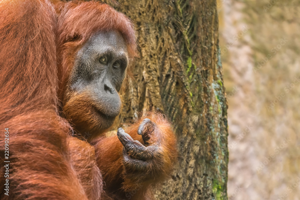 Bornean Orangutan (Pongo pygmaeus) portrait, close-up Bornean Orangutan (Pongo pygmaeus) portrait, close-up