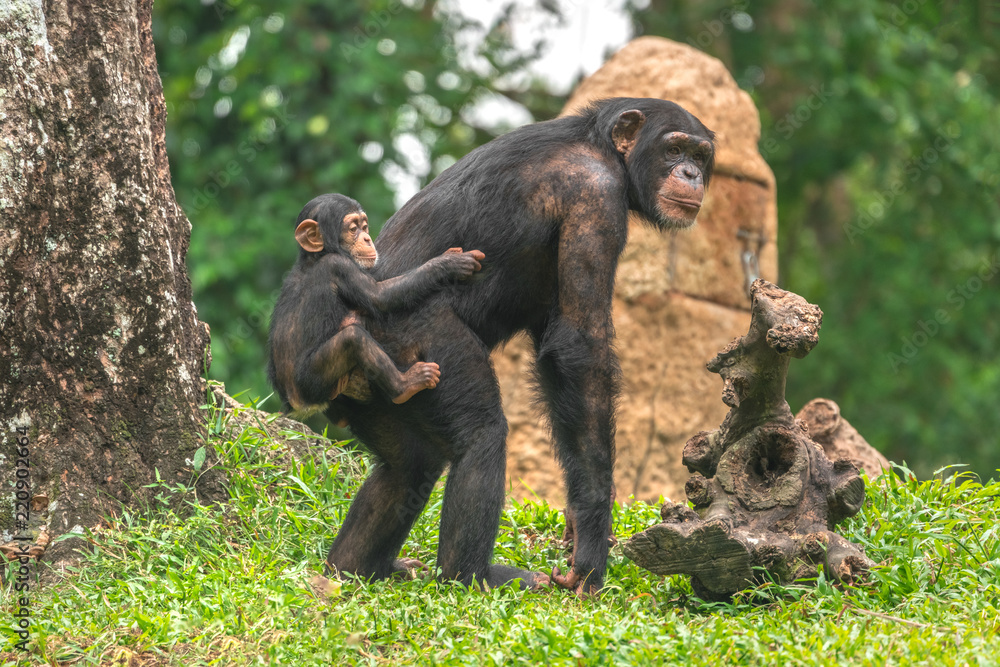 Naklejka premium Samica szympansa z dzieckiem na plecach
