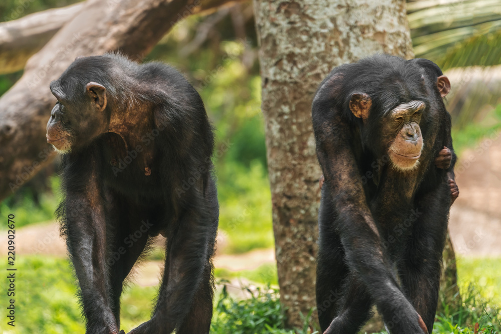 Fototapeta premium A pair of chimps with a baby