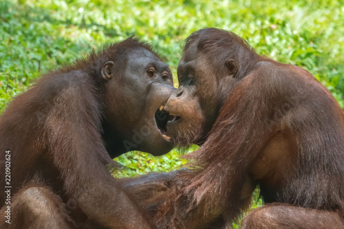 The fight of two orangutans