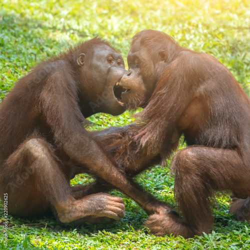 Two orangutans fighting and biting on the grass