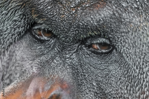Orangutan's face close up