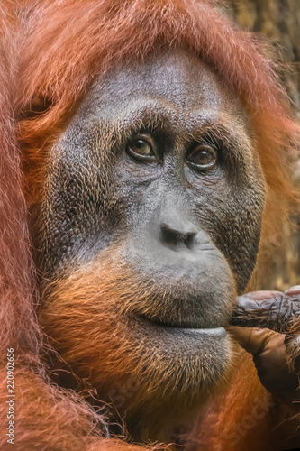 Thoughtful Bornean Orangutan (Pongo pygmaeus) portrait, close-up © watman