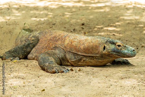 Komodo Dragon  Varanus komodoensis  on the sand.