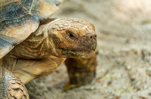 Tortoise on the sand, close-up