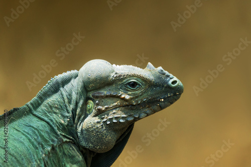 The head of a green iguana  close-up