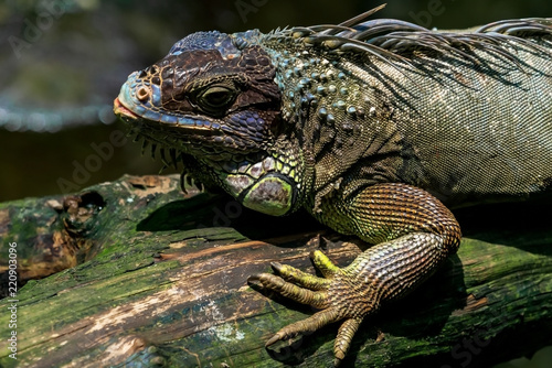 Iguana on a snag, close-up