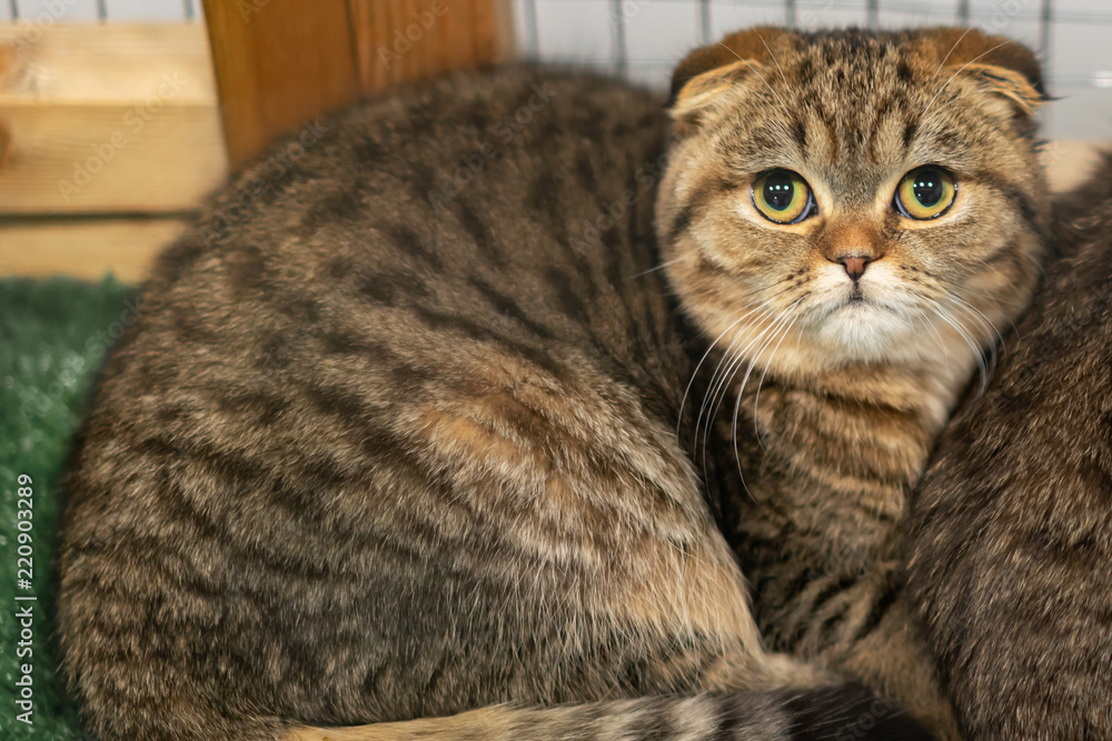 Adult brown Scottish fold cat in a cage. Exhibition of thoroughbred cats.  Pet Shop Stock Photo | Adobe Stock