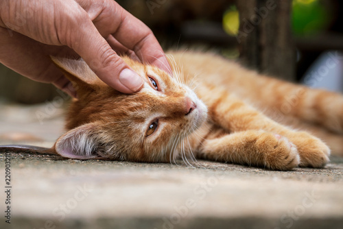 A woman caresses a orange street cat