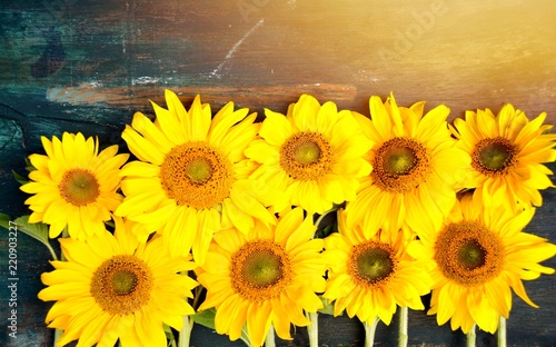 Fototapeta Naklejka Na Ścianę i Meble -  Sonnenblumen