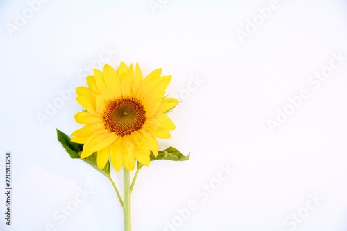 Fototapeta Naklejka Na Ścianę i Meble -  Sonnenblume