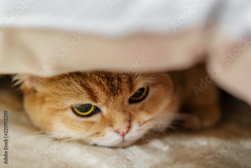 A sad orange cat under the blanket © watman