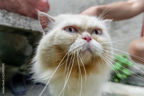 Homeless long-haired furry cat with long mustache, close-up