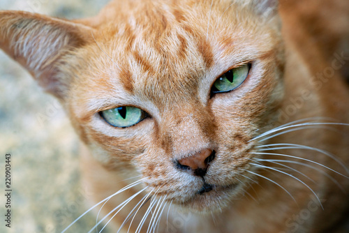 Red cat with green eyes, close-up