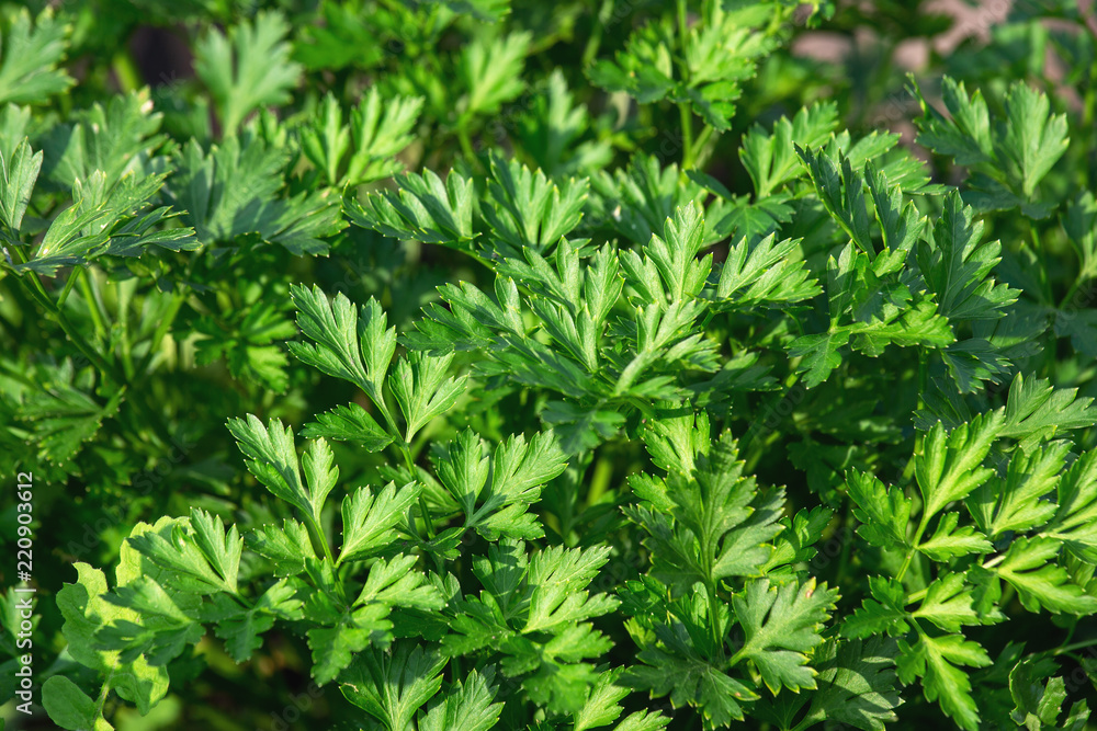 Parsley background. The greens growing on a bed. Parsley background. The greens growing on a bed.