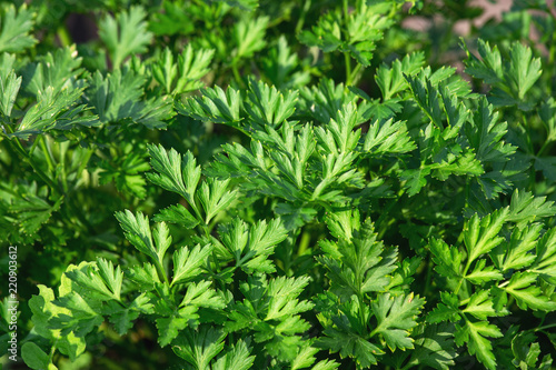 Parsley background. The greens growing on a bed.