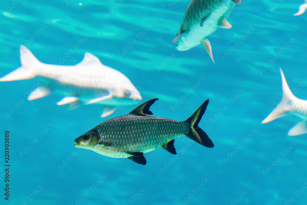 Naklejka premium Fish under water