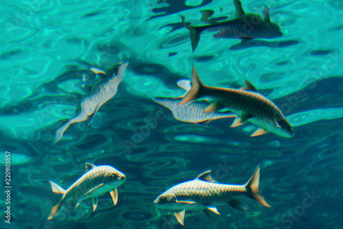 Flock of fish under water
