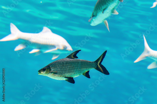 Fish under water
