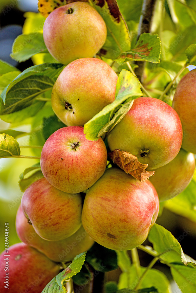 apples on a tree in summertime