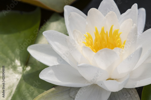 White water lily flower and green leaf.