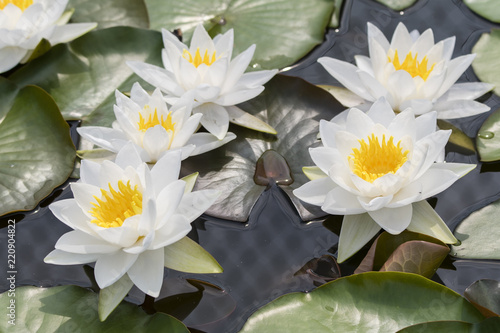 White water lily flower and green leaf.