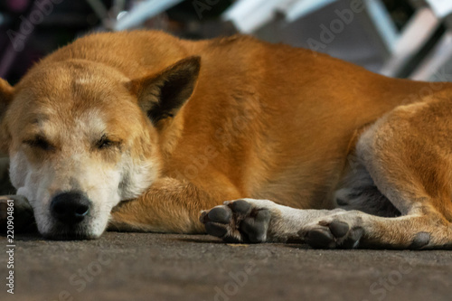 Big brown stray dog sleeps outdoors
