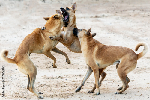 Canvas Print Three big brown dogs fighting on the beach