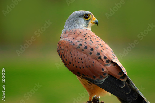 Foto Bird Falco sparrow hawk, American kestrel