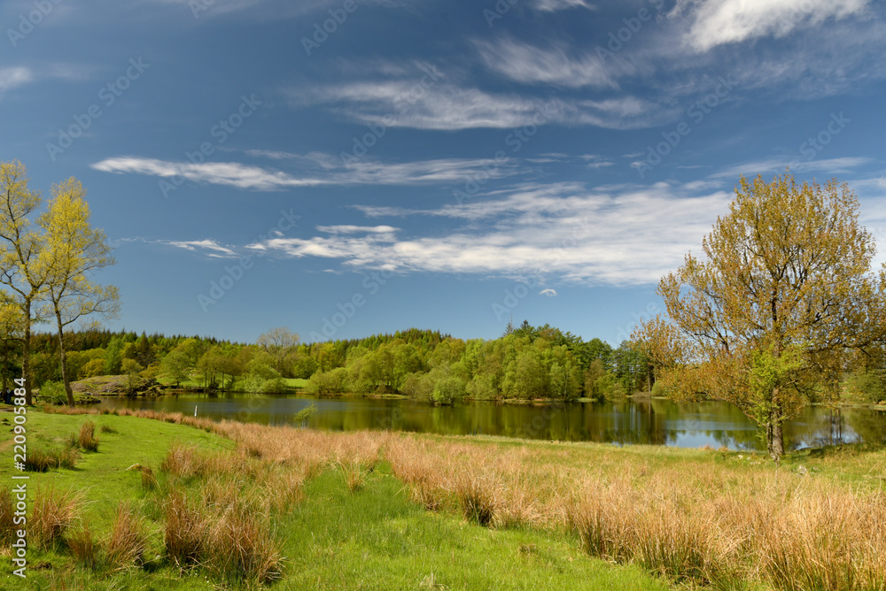 Obraz premium Moss Eccles Tarn on Claife Heights, Lake District