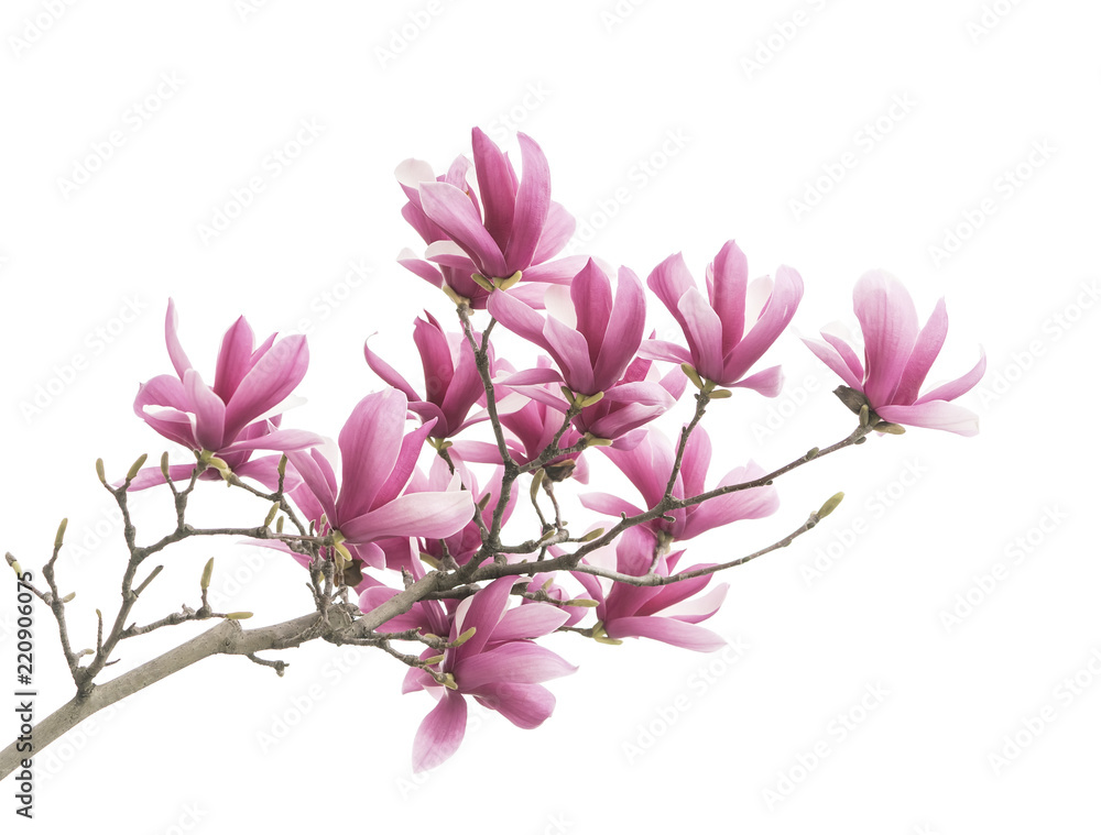 Fototapeta premium Pink magnolia flowers isolated on white background