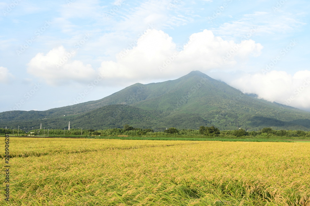 Fototapeta premium 筑波山と稲穂