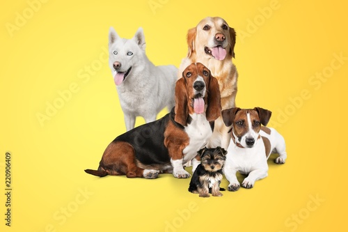 Fototapeta Naklejka Na Ścianę i Meble -  Group of dogs on white background