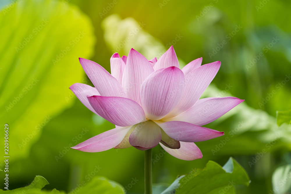 Lotus flower and Lotus flower plants Lotus flower and Lotus flower plants