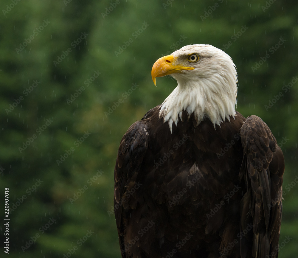 Obraz premium Łysy orzeł w deszczu rozgląda się za posiłkiem