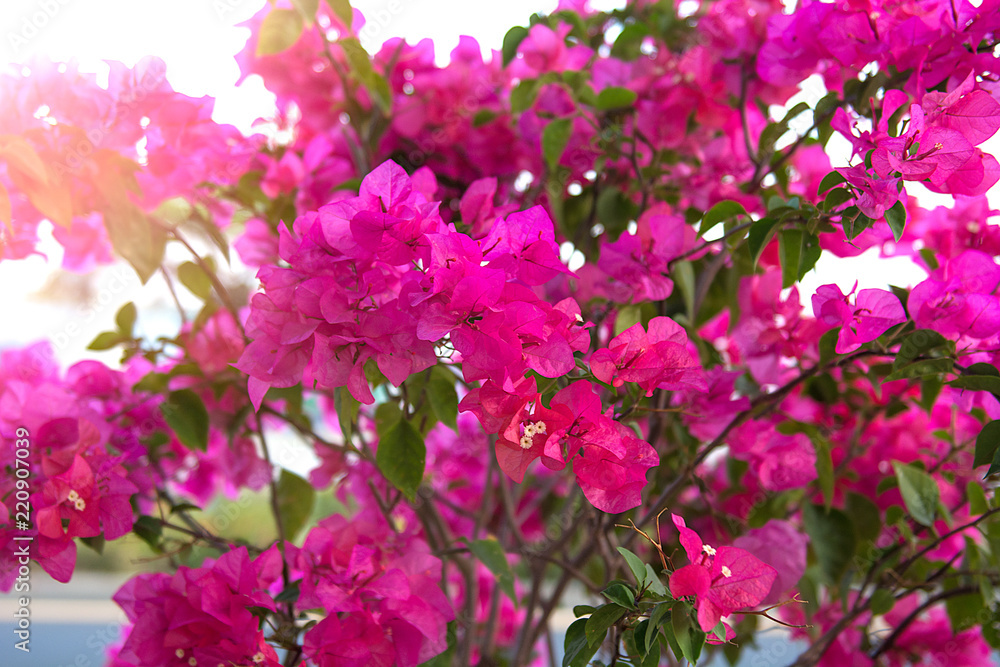 a lot of beautiful, colourful flowers growing in the tropics. exotic, rare flowe