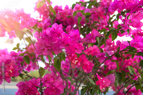 a lot of beautiful  colourful flowers growing in the tropics. exotic  rare flowe