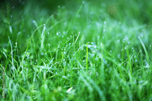 Photo of a bright green grass with dew drops