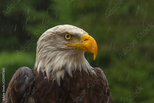 Bald eagle under the rain looking around for a meal