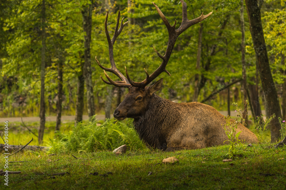Wapiti sitting in the forest after the rain Wapiti sitting in the forest after the rain