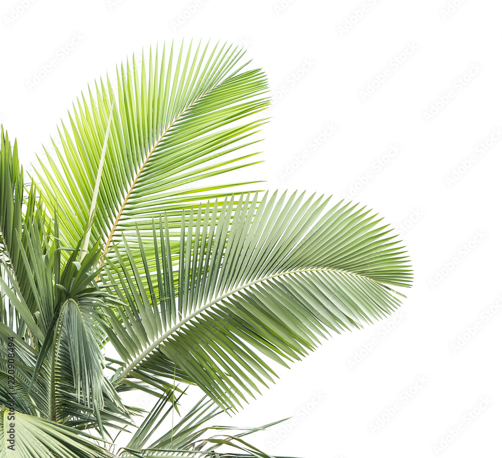 Naklejka premium palm tree isolated on white background