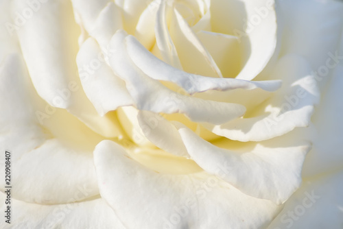Abstract white rose background closeup