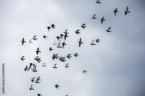Pigeons flying in the herd