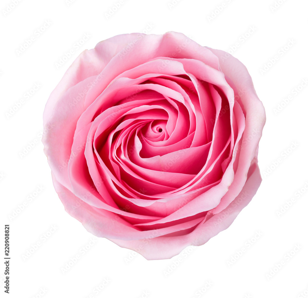Light pink rose isolated on white background. Light pink rose isolated on white background.