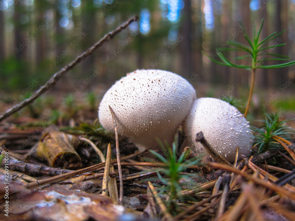 Mushroom Raincoat Lycoperdon, Raincoat in the forest macro, close-up Mushroom Raincoat Lycoperdon, Raincoat in the forest macro, close-up
