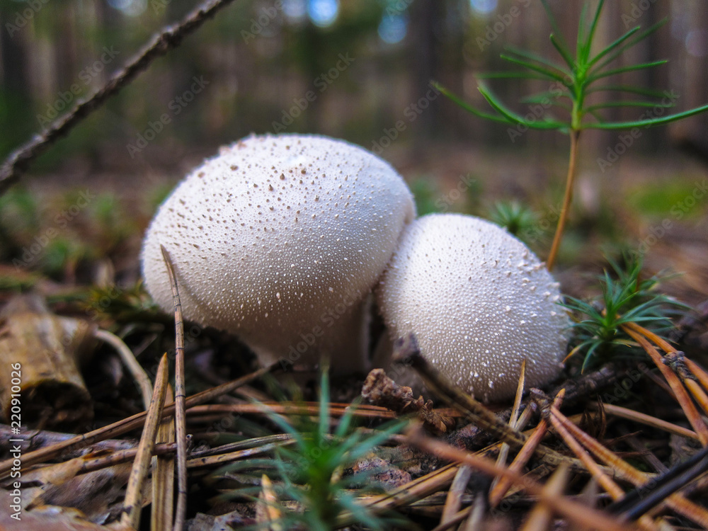 Mushroom Raincoat Lycoperdon, Raincoat in the forest macro, close-up Mushroom Raincoat Lycoperdon, Raincoat in the forest macro, close-up