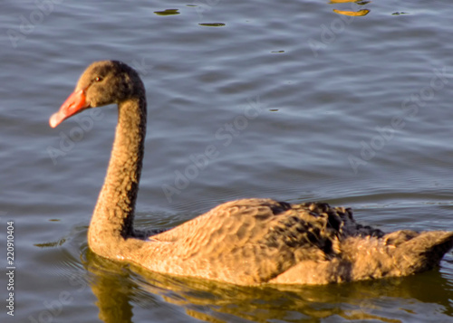 Swans swimming in a lake reservoir in park.