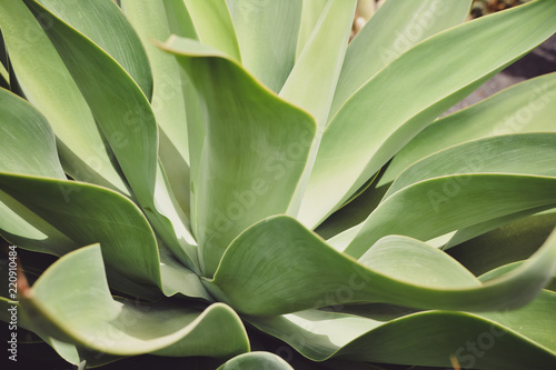 Closeup nature view of green agave leafs in garden. Natural green plants landscape using as a background or wallpaper.