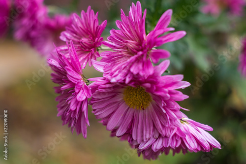 Violet aster wildflowers