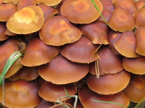 фон, грибы, коричневый